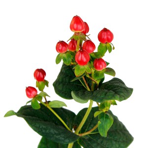 Hypericum — KievFlower - flowers to Kiev & Ukraine 