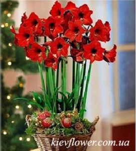 Кошик з амарилісів "Казка" — Букети квітів купити з доставкою в KievFlower.  Артикул: 8009