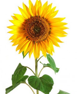 Sunflower - Flowers by the piece to order with delivery on KievFlower. Reference: 7014
