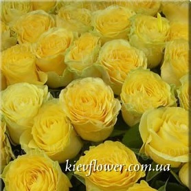 Троянда Ilios — Голандські троянди купити з доставкою в KievFlower.  Артикул: 1304