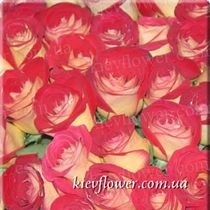 Троянда Friendship — Голандські троянди купити з доставкою в KievFlower.  Артикул: 1307