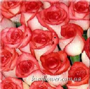 Троянда Blush — Голандські троянди купити з доставкою в KievFlower.  Артикул: 1302