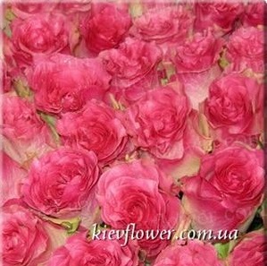 Троянда Malibu — Голандські троянди купити з доставкою в KievFlower.  Артикул: 1301