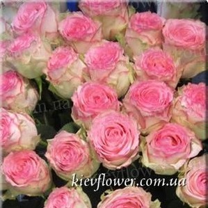 Троянда Esperance — Голандські троянди купити з доставкою в KievFlower.  Артикул: 1311