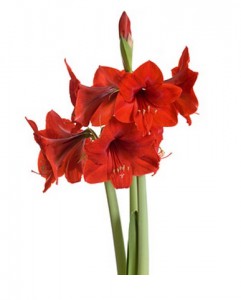 Amaryllis - Flowers by the piece to order with delivery on KievFlower.  Reference: 7024