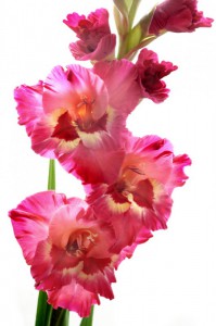 Gladiolus - order flowers with delivery on KievFlower.