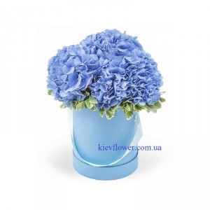 Box with hydrangea — KievFlower - flowers to Kiev & Ukraine 
