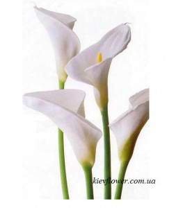 Callas - Flowers by the piece to order with delivery on KievFlower. Reference: 7011