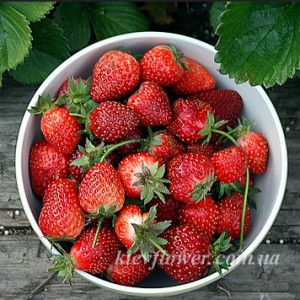 Strawberry delivery — KievFlower - flowers to Kiev & Ukraine 