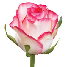 Jamilia rose — KievFlower - flowers to Kiev & Ukraine 