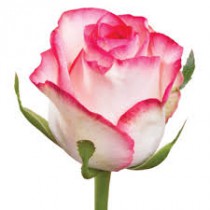 Jamilia rose