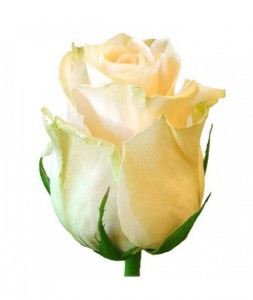 Троянда кремова Україна — Скласти свій букет купити з доставкою в KievFlower.  Артикул: 70021