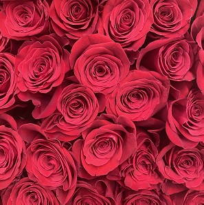 Троянда Freedom — Голандські троянди купити з доставкою в KievFlower.  Артикул: 1315