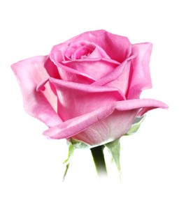 Роза розовая Украина 60-70 см. — Цветы поштучно заказать с доставкой в KievFlower.  Артикул: 70021