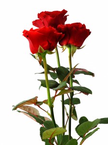 Три червоні троянди — Букети квітів купити з доставкою в KievFlower. Артикул: 1001 (1)