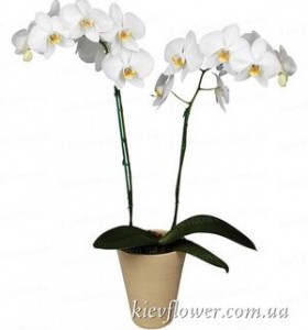Орхідея фаленопсіс біла — Орхідеї купити з доставкою в KievFlower.  Артикул: 8004