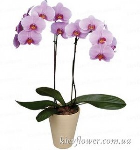Орхідея фаленопсіс рожева — Орхідеї купити з доставкою в KievFlower.  Артикул: 8003