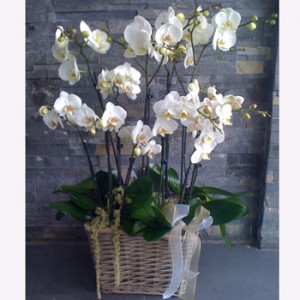 Orchid garden - order bouquets of flowers with delivery on KievFlower.