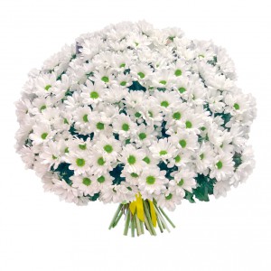 Букет из 25 белых кустовых хризантем — Kievflower - Доставка цветов