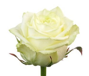 Роза белая Украина 60-70 см. — Цветы поштучно заказать с доставкой в KievFlower.  Артикул: 70021