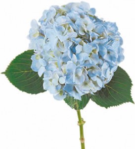Гортензия — Цветы поштучно заказать с доставкой в KievFlower.  Артикул: 8018