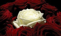 Моє єдине кохання (45 троянд)