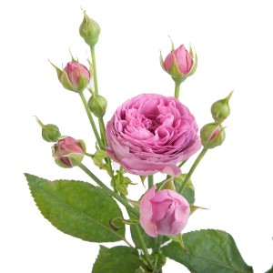 Peony-shaped rose  — KievFlower - flowers to Kiev & Ukraine 