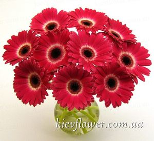 Букет з 11 бордових гербер  — Букети квітів купити з доставкою в KievFlower.  Артикул: 1096