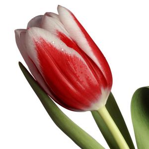 Тюльпан — Цветы поштучно заказать с доставкой в KievFlower.  Артикул: 7013
