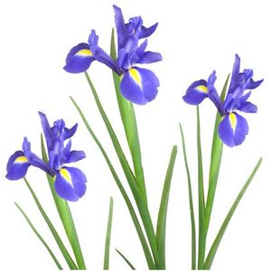 Iris - Flowers by the piece to order with delivery on KievFlower. Reference: 7003