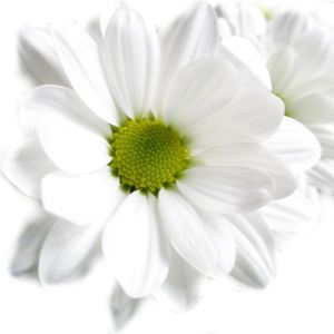 Хризантема кустовая — Цветы поштучно заказать с доставкой в KievFlower.  Артикул: 7005