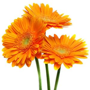 Gerbera - Flowers by the piece to order with delivery on KievFlower. Reference: 7006