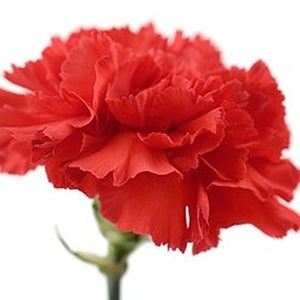 Carnation - Flowers by the piece to order with delivery on KievFlower. Reference: 7008