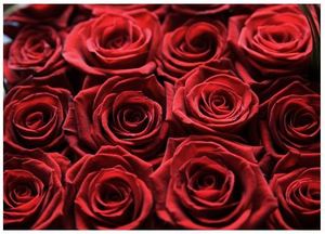 Тисяча і одна троянда :) — Букети квітів купити з доставкою в KievFlower.  Артикул: 1002