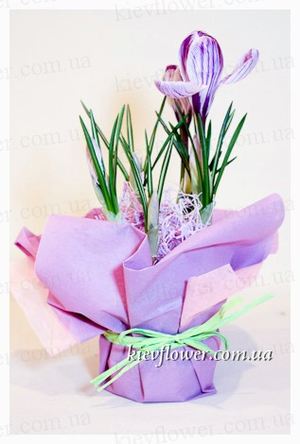 Crocus in a pot - MARCH 8 - Corporate gifts order with delivery on KievFlower. Reference: 1820