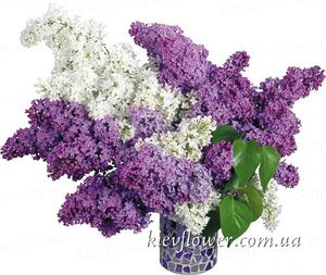 Бузок — Букети квітів купити з доставкою в KievFlower.  Артикул: 0467