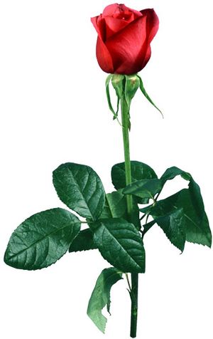 Розочка для любимой — Букеты цветов заказать с доставкой в KievFlower.  Артикул: 0611