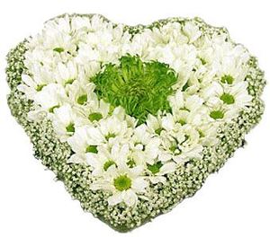 Сердце "Ромашковое счастье" — Букеты цветов заказать с доставкой в KievFlower.  Артикул: 0436