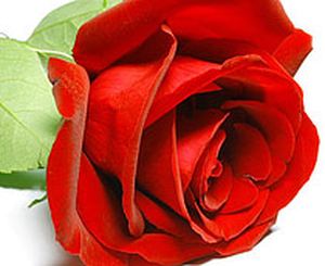 Голандська троянда — Скласти свій букет купити з доставкою в KievFlower.  Артикул: 70011