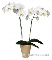 Орхідея фаленопсіс біла