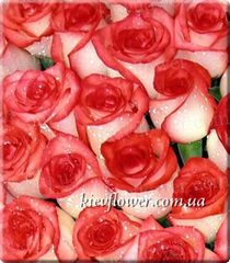 Троянда Blush