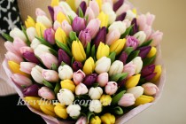 Mix of 75 multi-coloured tulips