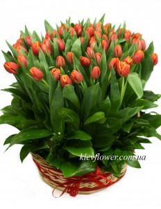75 тюльпанов в корзине — Kievflower - Доставка цветов