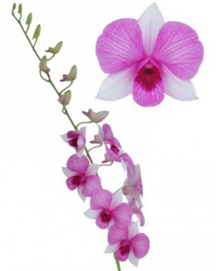 Орхидея — Цветы поштучно заказать с доставкой в KievFlower.  Артикул: 7004