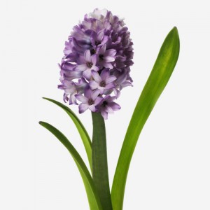 Hyacinth — KievFlower - flowers to Kiev & Ukraine 