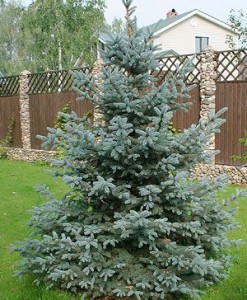 Blue spruce extra 300+ - Christmas trees to order with delivery in KievFlower. Reference: 03599