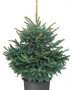 Blue spruce in a pot of 150-170 cm - Christmas trees to order with delivery in KievFlower. Reference: 03566