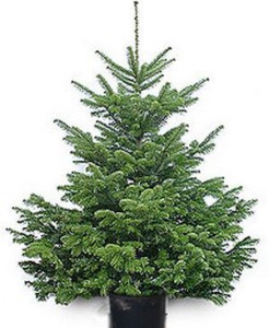 Carpathian fir-tree 200-250sm, selective in the pot - order flowers bouquets with delivery on KievFlower. Reference: 042012