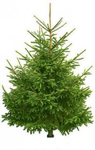 Spruce 3.5-4 m - Christmas trees to order with delivery in KievFlower. Reference: 03532