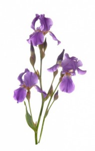 Iris — KievFlower - flowers to Kiev & Ukraine 